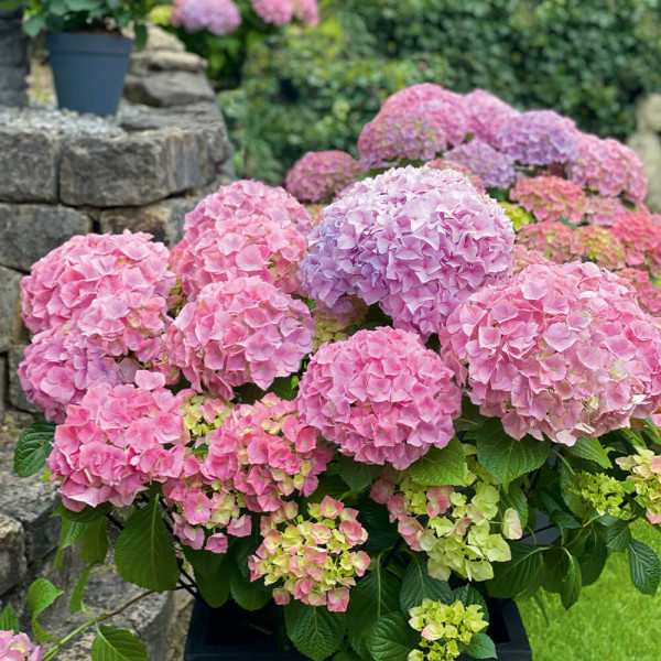 Hortenzie velkolistá Early Rosa