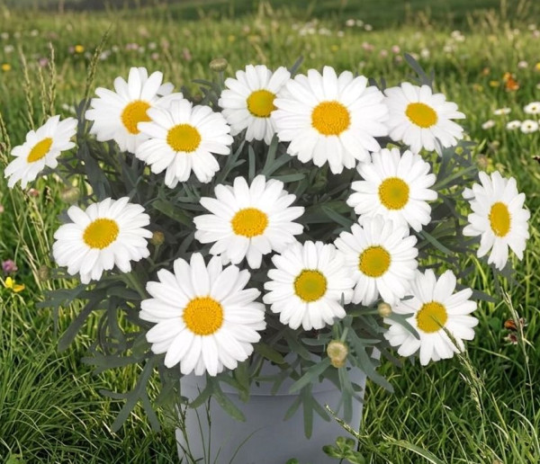 Pařížská kopretina bílá, keř