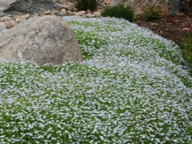 Isotoma 