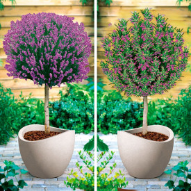 Levandule a rozmarýna na kmeni