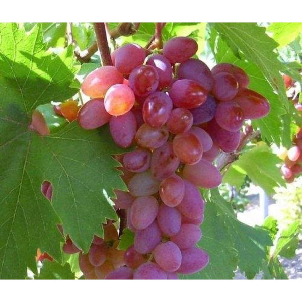 Jupiter, vinná réva