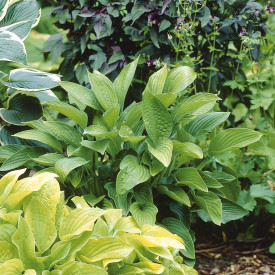 Hosta 'Marmalade on Toast'