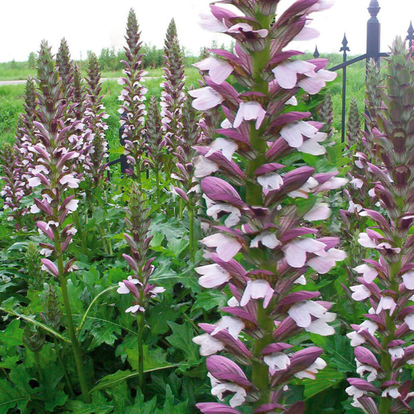 Paznehtník Morning Candle(1)