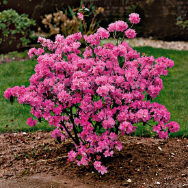 Rododendron - Pěnišník raný