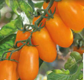 White Plum, rajčata