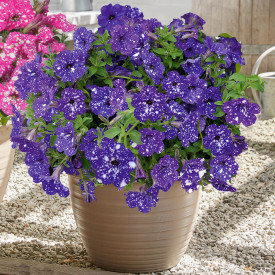 Night Sky, petúnie (3)