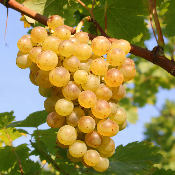 Palatina, vinná réva