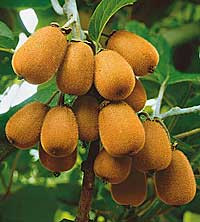 Jenny kiwi, menší rostlina