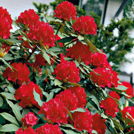Rododendron červený