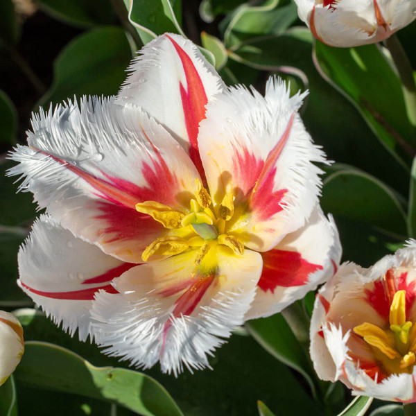 Salsa, tulipány