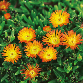 Delosperma Orange Wonder