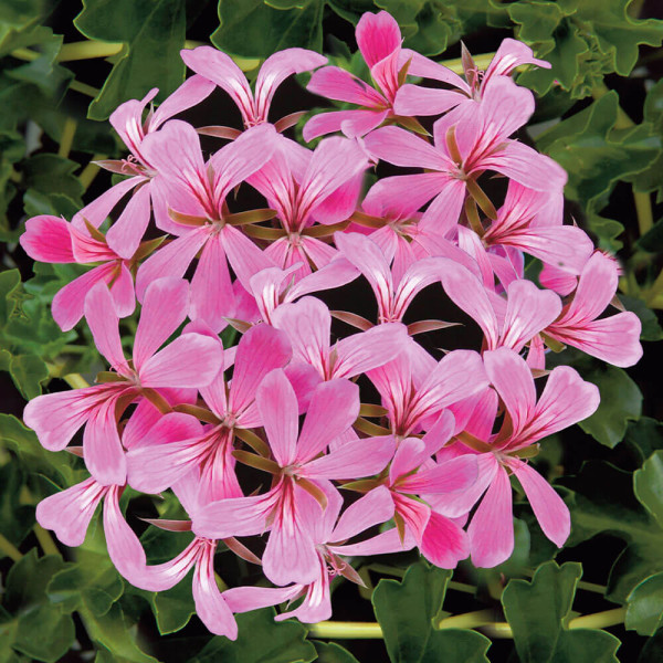 9x růžový převislý muškát + hnojivo