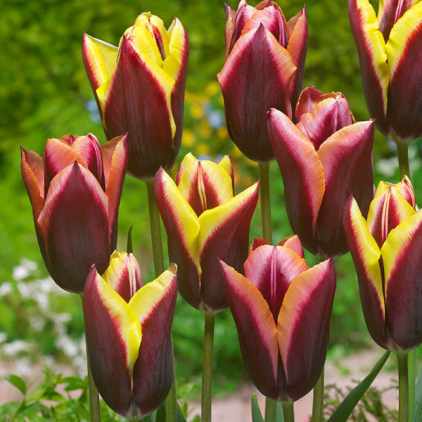 Striped Bats, tulipány (10)