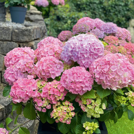 Hortenzie velkolistá Early Rosa