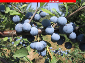 Trnka obecná 'Zempléni'