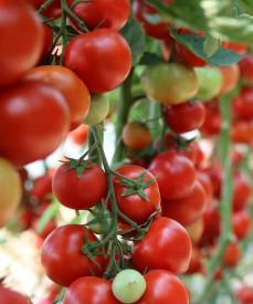 Sweet Million, rajčata