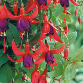 Fuchsie Tom Thumb