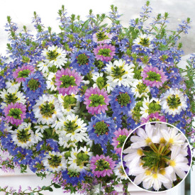 Vějířovka bílá (3)