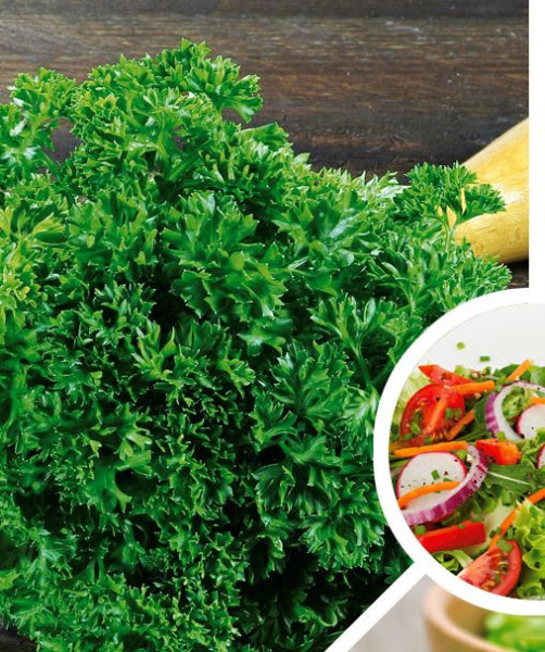 Petržel kadeřavá, sazenice (2)