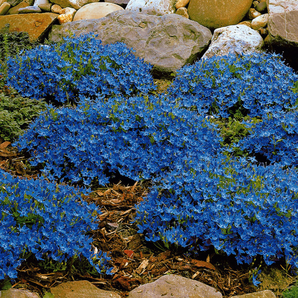 Zvonek garganský (3)