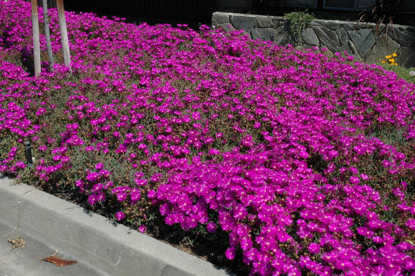 Delosperma, červená
