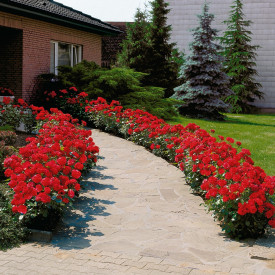 Červená záhonová růže, kontejner