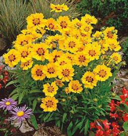 Krásnoočko velkokvěté