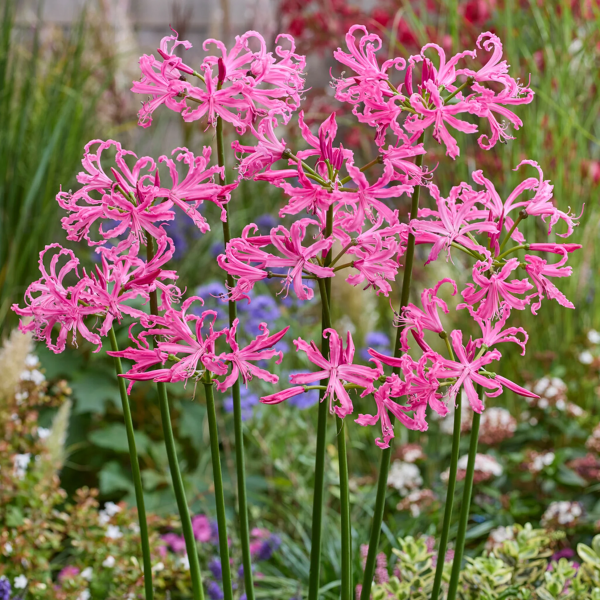 Nerine Bowdenova