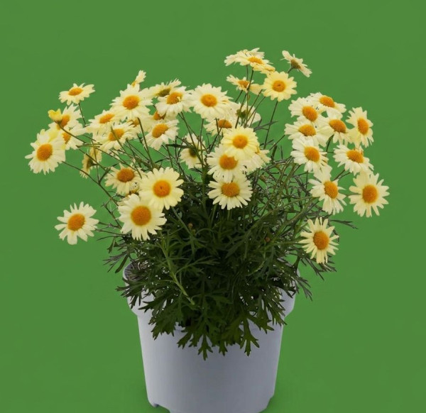 Kopretinovec, žlutý