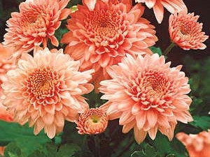 Chryzantéma Shippi Apricot (1)