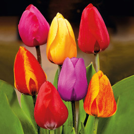 Darwinovy tulipány (15)