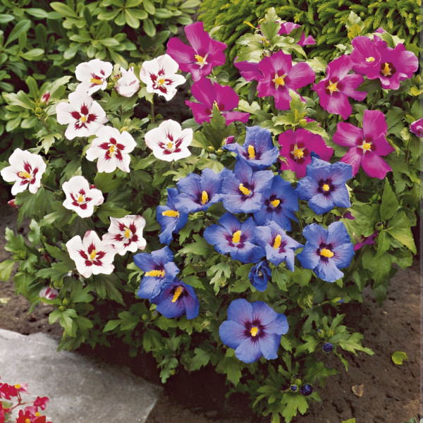 Ibišek syrský - Tricolor