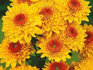 Chryzantéma Beppie Bronce (1)