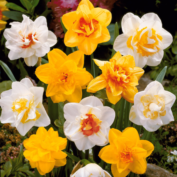 Narcis v květináči Mix (3)