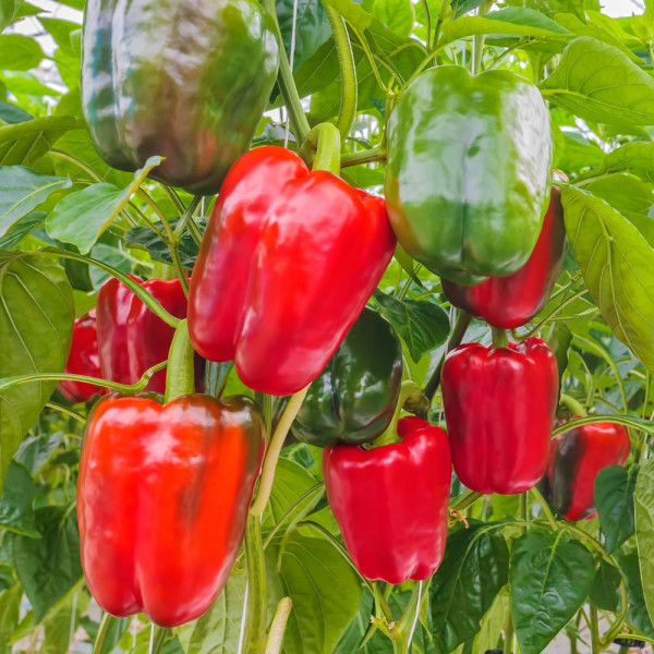 Puszta Dream F1, paprika