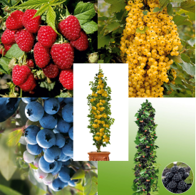 5 druhů drobného ovoce