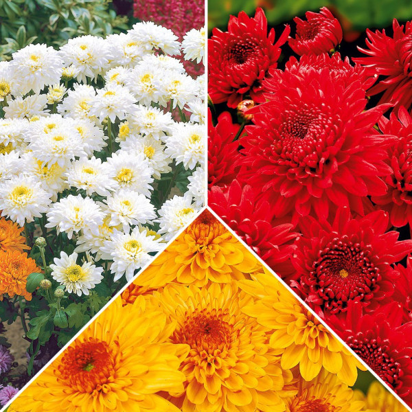 9 zahradních chryzantém