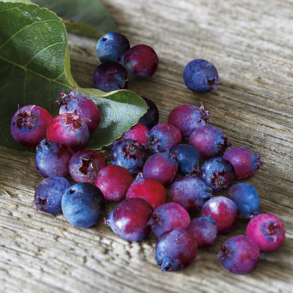 Saskatoon - muchovník