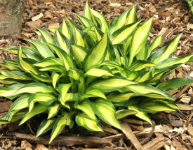 Hosta 'Lakeside Little Tuft' 