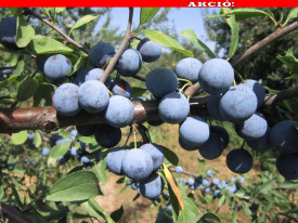 Trnka obecná 'Zempléni'