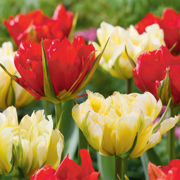 Sweet & Love Valley Mix, tulipány (6)