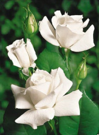 White Star