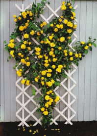 Royal Gold, kontejner