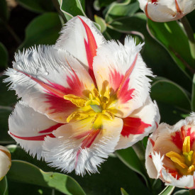 Salsa, tulipány