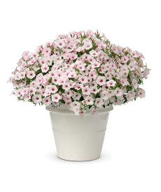 Supertunia Vista® Silverberry(3)