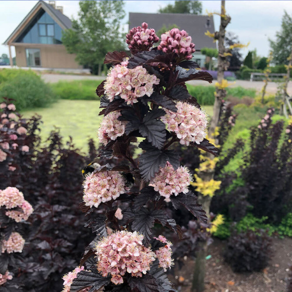 Tavola kalinolistá Panther (1)