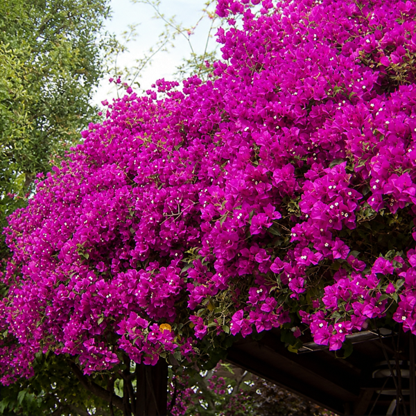 Bougainvillea, růžová