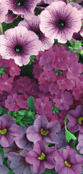 Conf. Garden Purple Cleopatra (4) akce