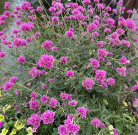 Pestrovka Truffula Pink