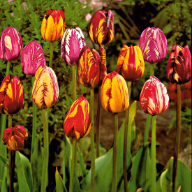 Rembrandt tulipány (15)
